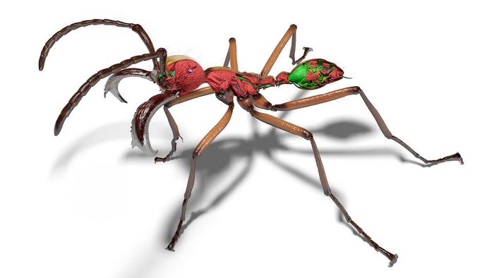 3D render of an Eciton hamatum subsoldier from the Antscan database.