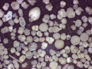 Microfossils from within layers of Twelve Apostles