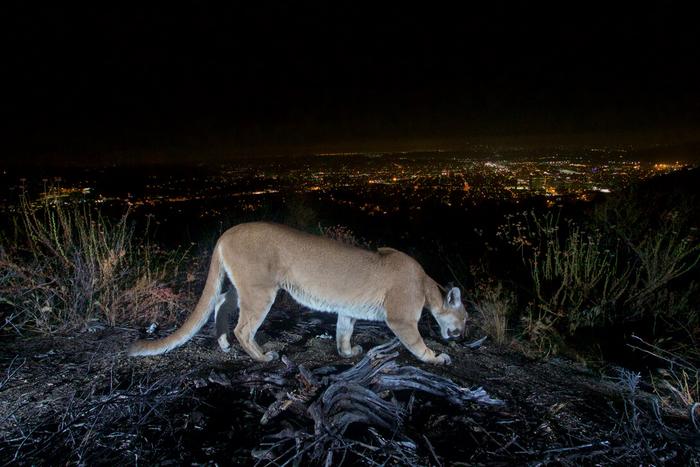 Mountain lion and City