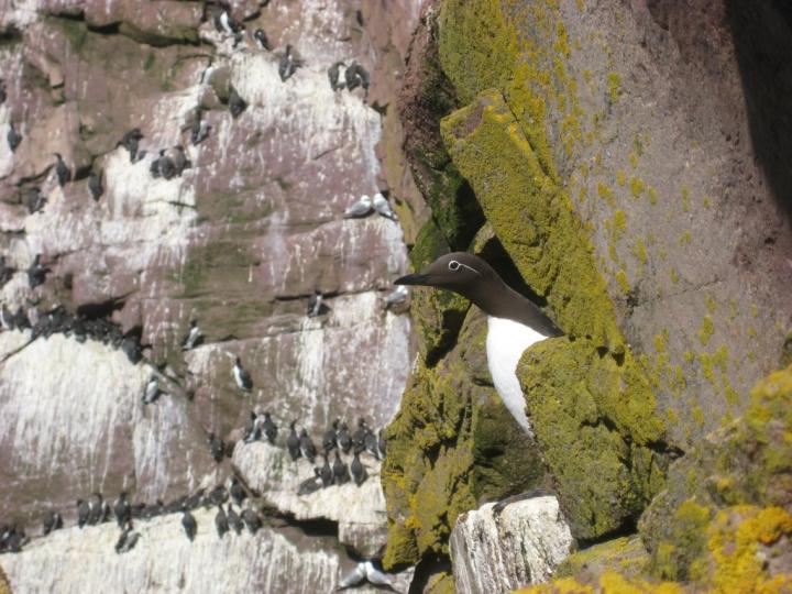 Nesting Common Murre