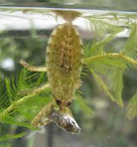 <i>Lethocerus patruelis</i> Larva