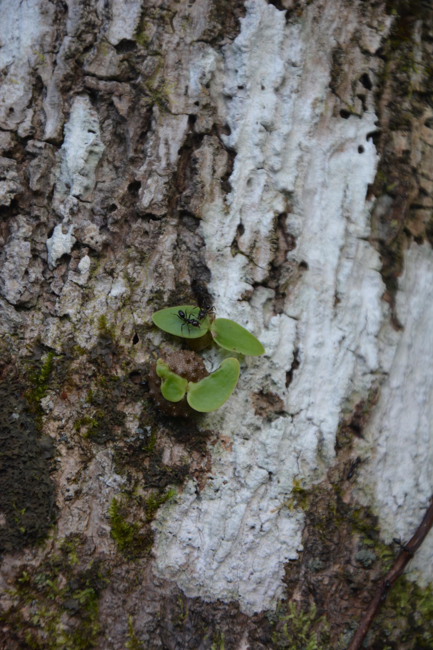 Philidris nagasau and a Squamellaria huxleyana seedling in Fiji.