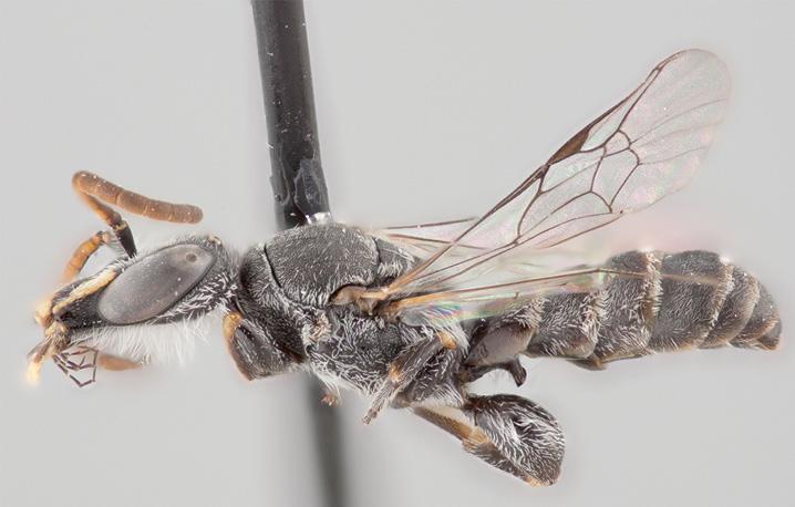 <em>Chilicola charizard</em> Polyester Bee (1 of 3)