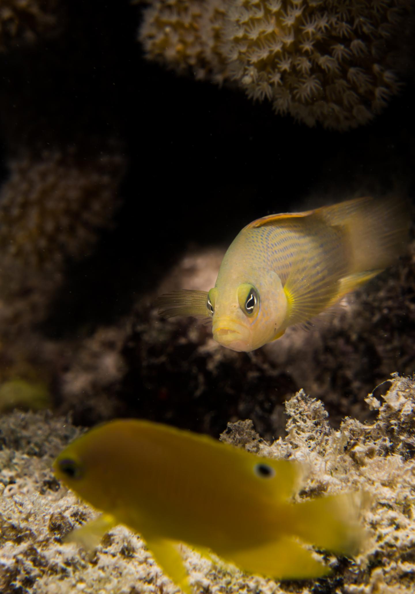 Predatory Dottyback Eyeing up a Juvenile Damselfish