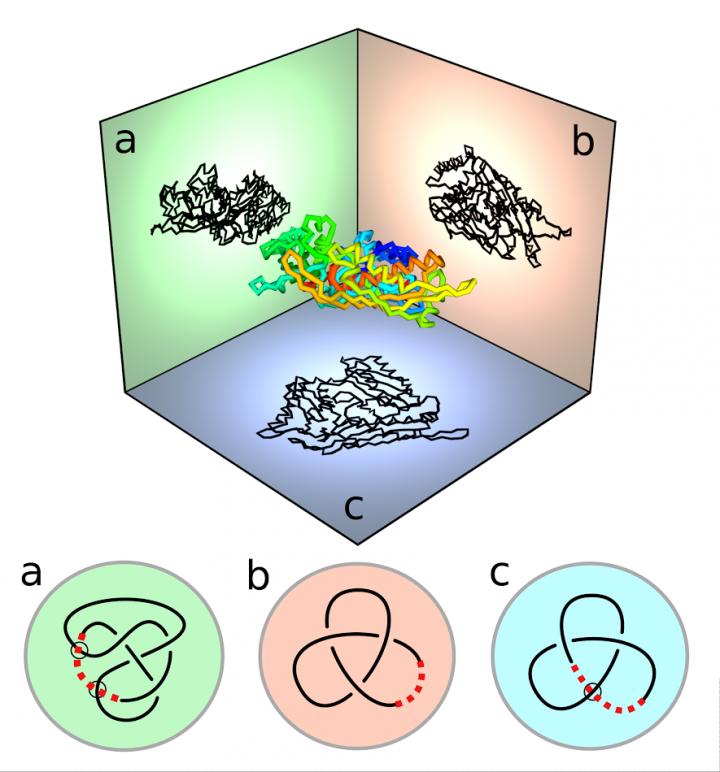 A Three-Dimensional Protein Molecule