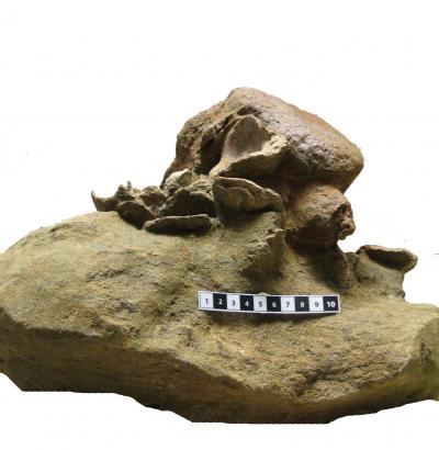 Vertebra Colonized by Bivalves