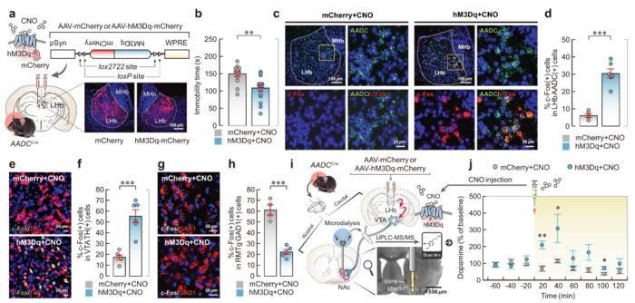 Fig. 2: Chemogenetic stimulation of LHb D-neurons regulates dopamine secretion.