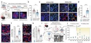 Fig. 2: Chemogenetic stimulation of LHb D-neurons regulates dopamine secretion.