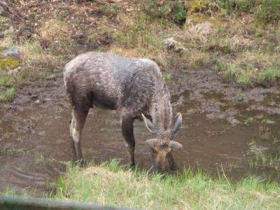 Moose in Algonquin Park