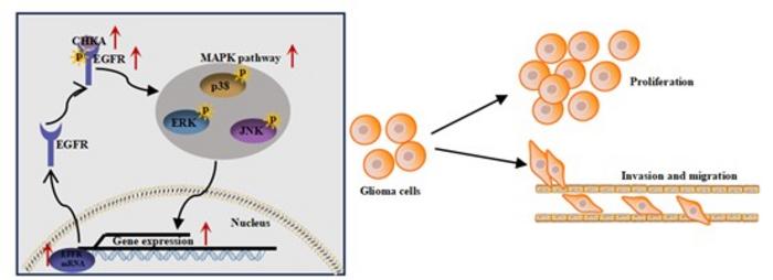 Choline kinase α interacts with epidermal growth factor receptor to activate the mitogen-activated protein kinase pathway and contributes to glioma tumorigenesis