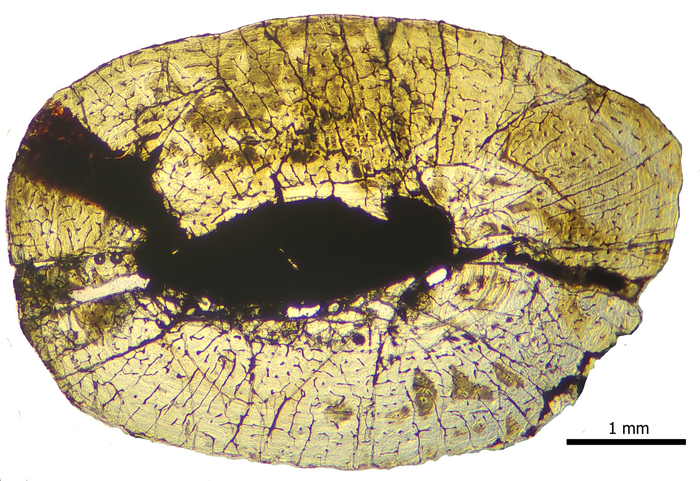 Histologisches Wachstum