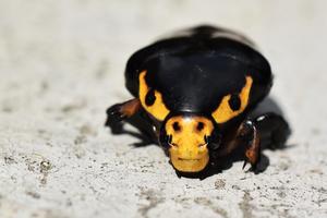 Deimatic Beetle’s Eye for an Eye