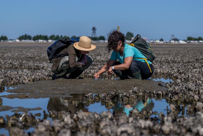 Oyster bed
