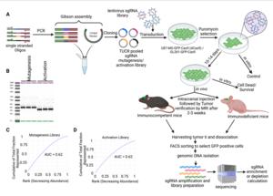 TUCR_CRISPR Screening