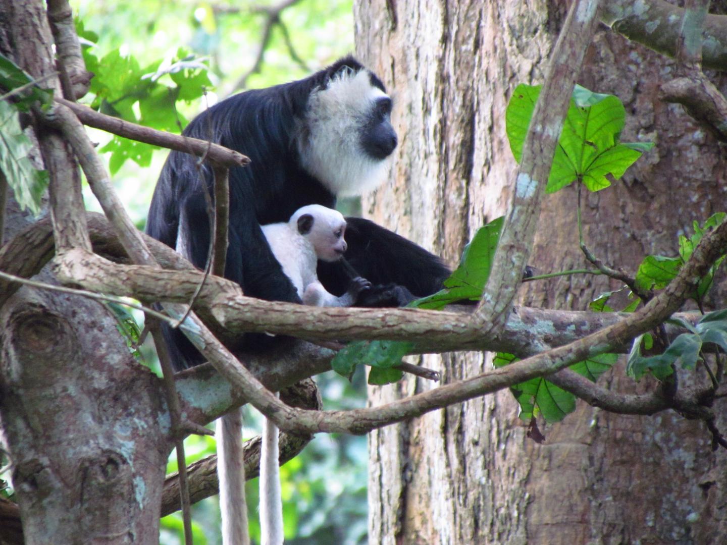 Wild Ursine Colobus Monkey with Child (2/2)