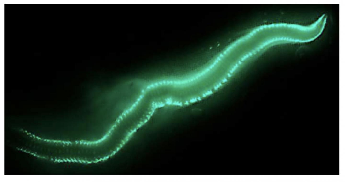 <em>O. enopla</em>
