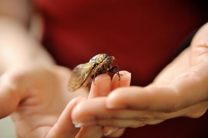 <i>M. dorsatus</i>