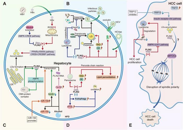 Role of PLIN2 in liver disease.
