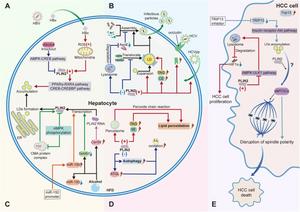 Role of PLIN2 in liver disease.