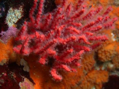 <i>Psammogorgia hookeri</i> (1 of 2)