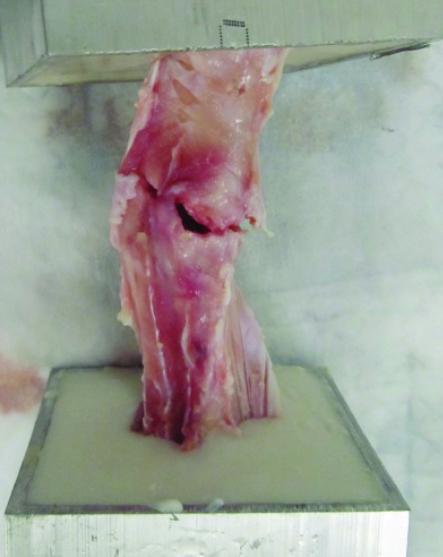 Tiny Bubbles Help Heal Broken Bones, In Pigs (3 of 4)