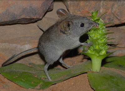 Elephant Shrew