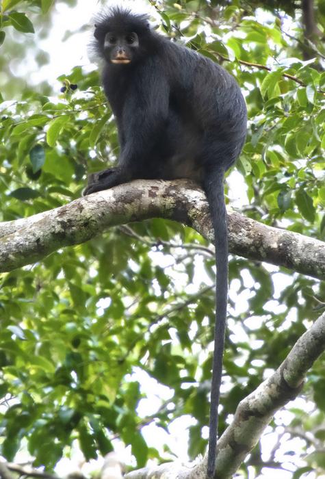 c.congoensis