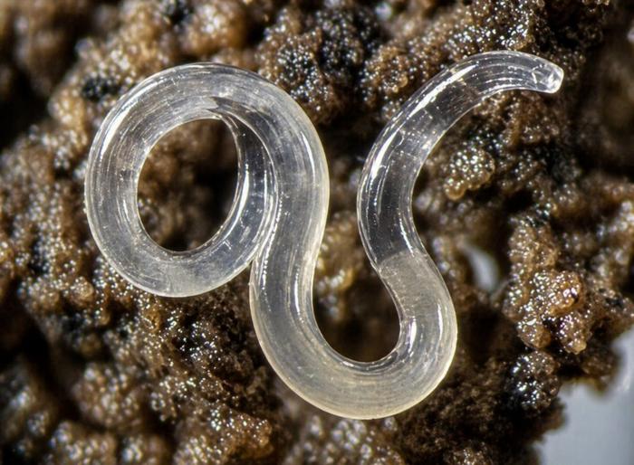 Nematodes have adapted to a range of ecosystems across the land and sea. Most, like this one, live in the soil feeding on living material. They are one of the groups of animals that were part of the study about effects of different environments on the div