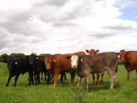 Cows