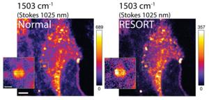 Living cells under the microscope