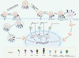 Models of HSV-1 entry into host cells.