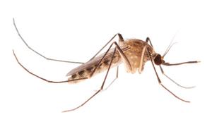 Close up image of Culex Pipiens mosquito