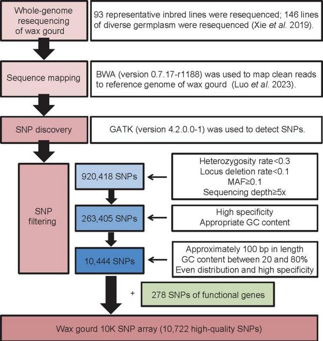 Fig. 1. Design pipeline of SNP detection and selection for the wax gourd 10K SNP array.