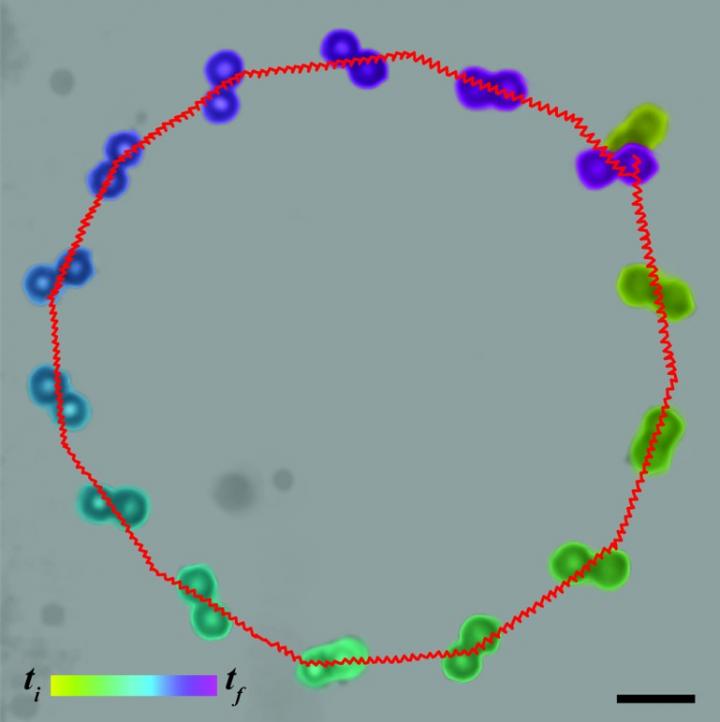 Steering a Microswimmer