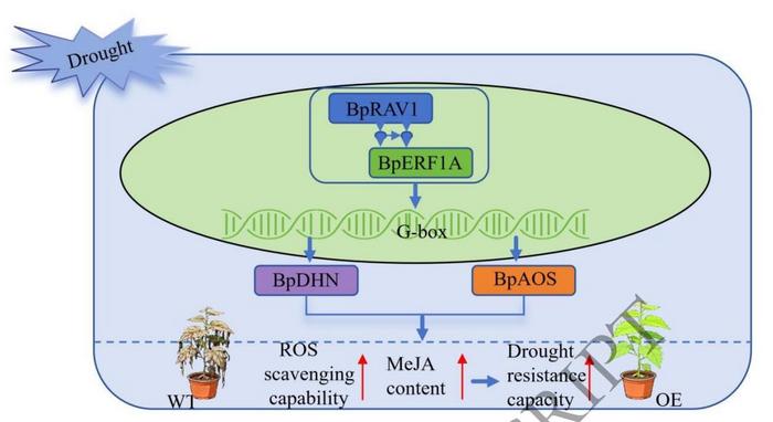Schematic diagram of BpERF1A regulating the drought resistance mechanism of brich.