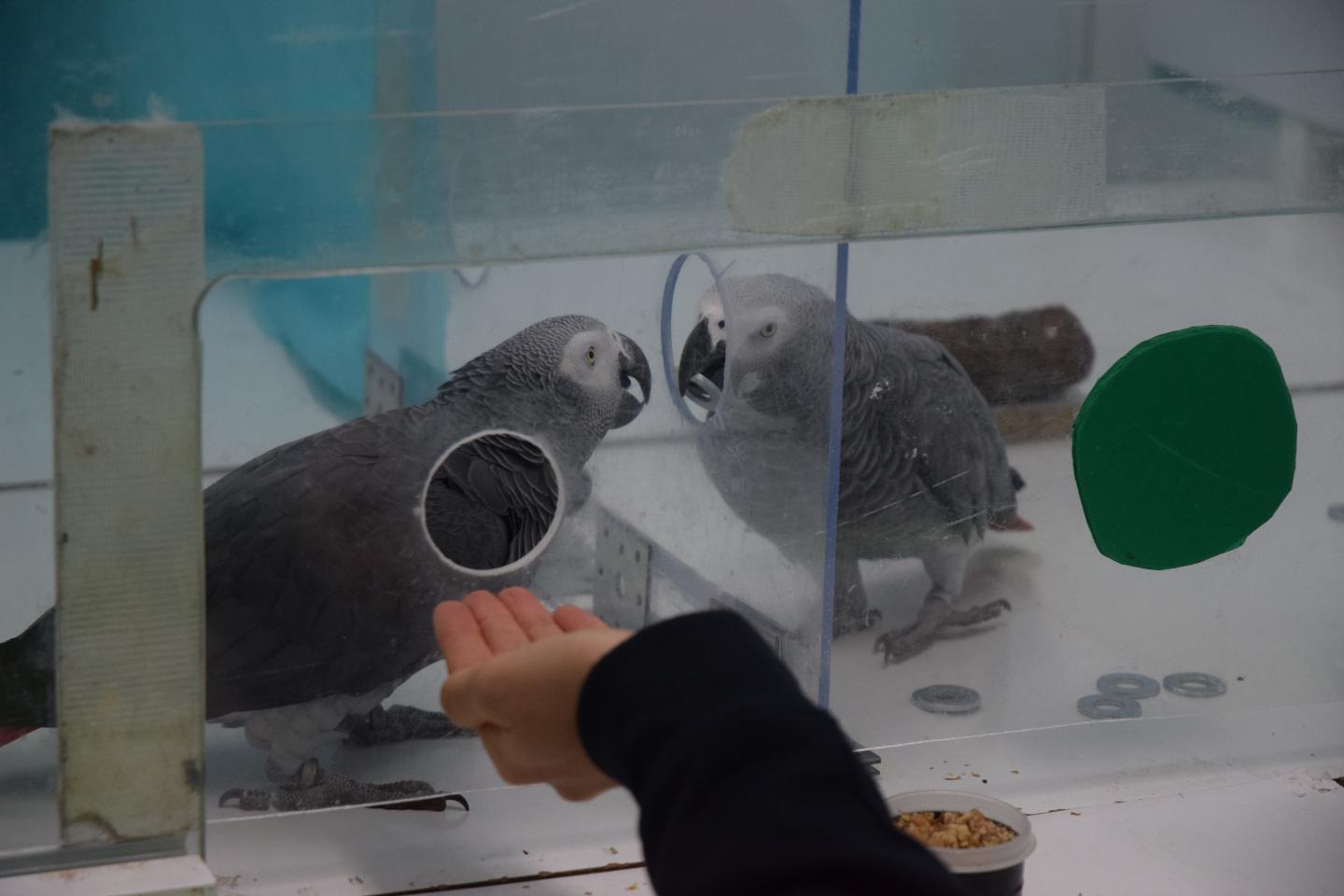 Parrots Help Each Other