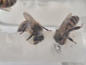 Worker bees feeding in the lab, Oxford Bee Lab. Credit: Caroline Wood.