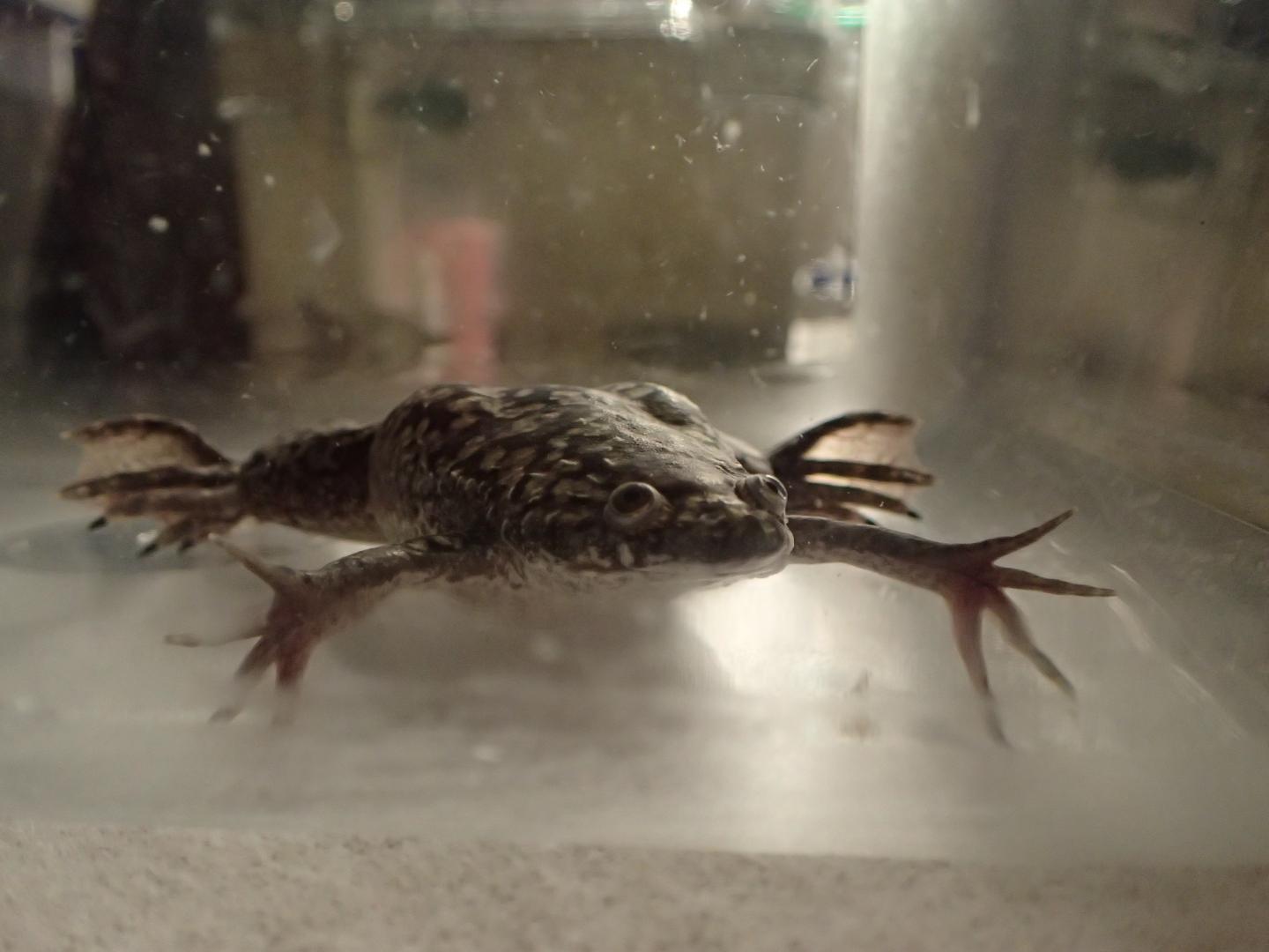 Xenopus in Tank