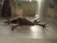 Xenopus in Tank