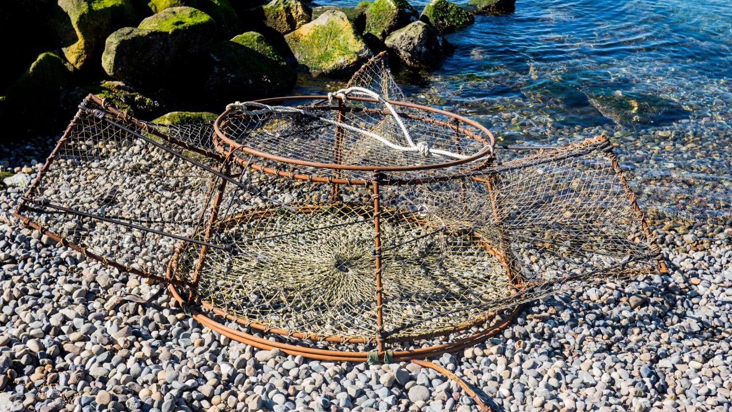 Lingcod Trap