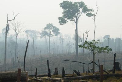 Deforestation