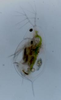 <i>D. hyalina</i> and <i>D. cucullata</i>