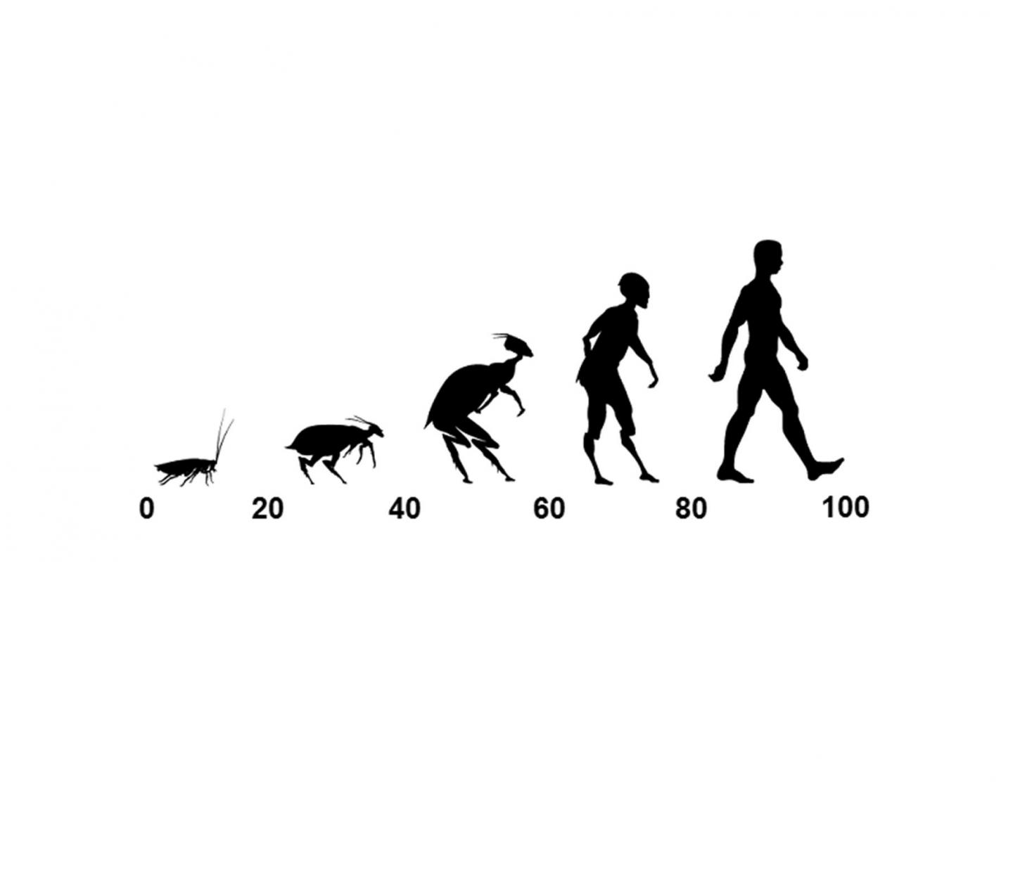 Cockroach to Human Scale