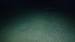 VIDEO: Goblin Shark near Jarvis Island.