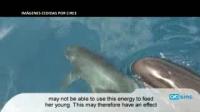 Pilot Whales Use Synchronized Swimming when They Sense Danger (2 of 2)