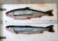 Dolly Varden cCmpare August, June