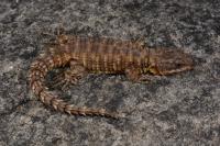 Cordylus phonolithos