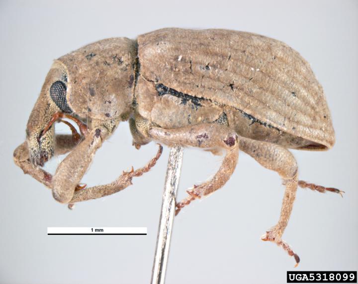 Rice Water Weevil
