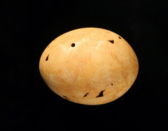 Almost complete Genyornis egg