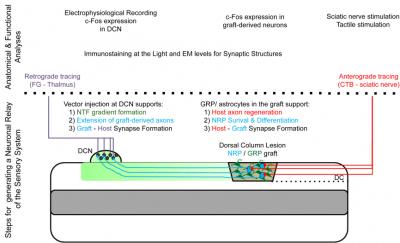 Synaptic Relay 